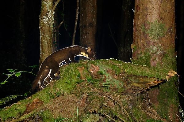 European pine marten