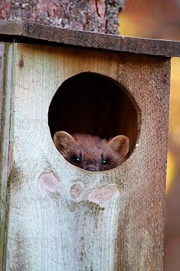 European pine marten