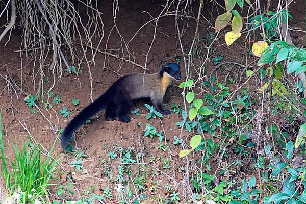 Yellow-throated Marten