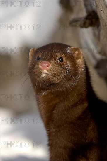 American minks