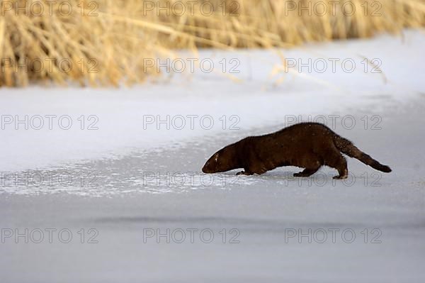 American minks