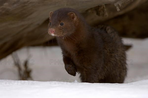 American minks