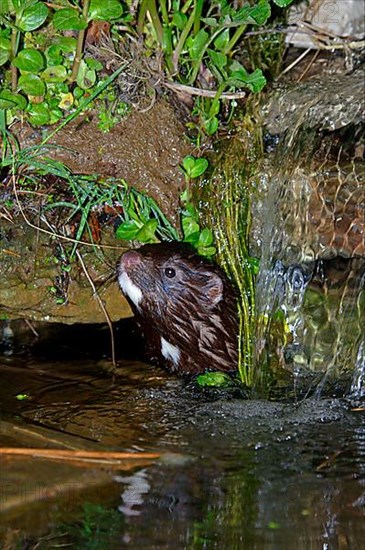 American minks