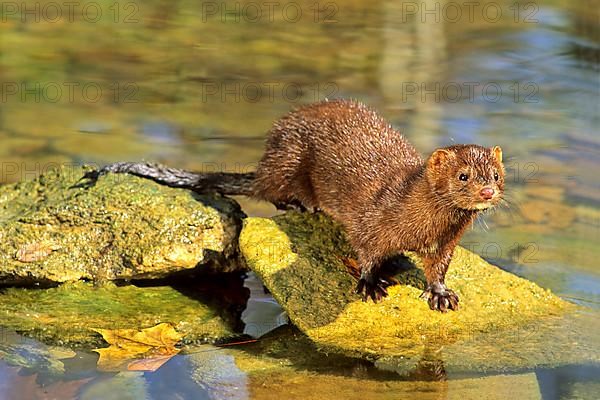 American Mink