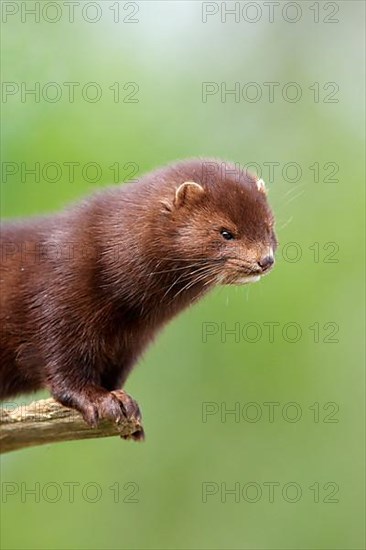 American minks