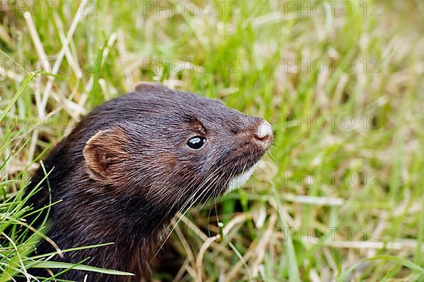 American minks