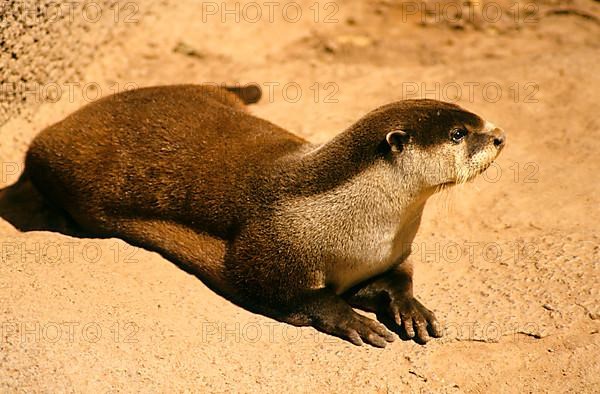 African clawless otter