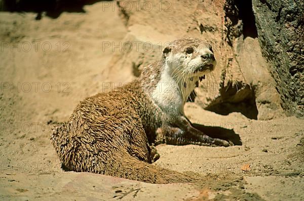 African clawless otter