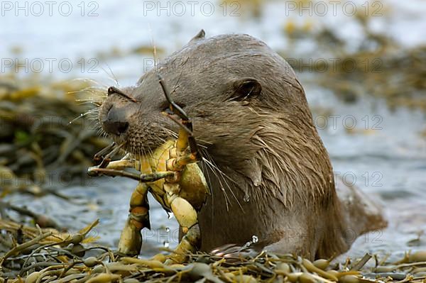 European otter