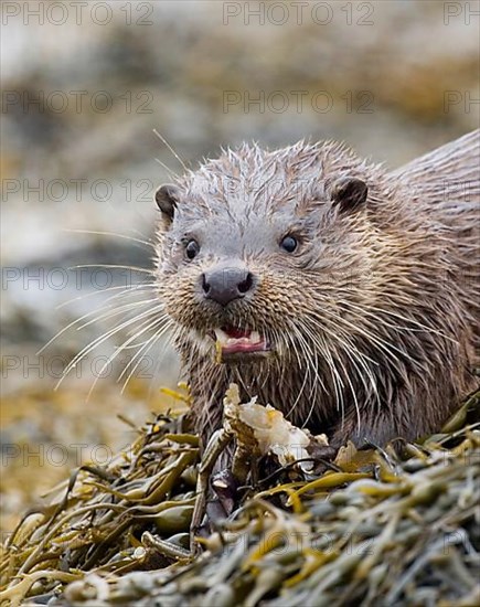 European otter