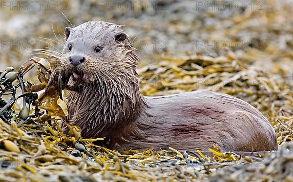 European otter