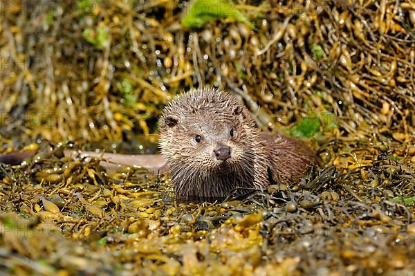 European otter