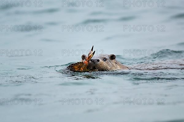 European otter