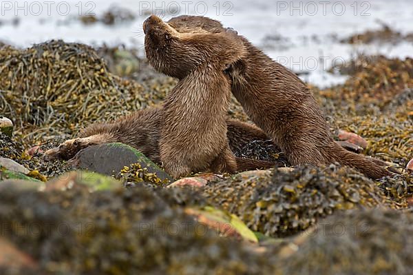 European otter