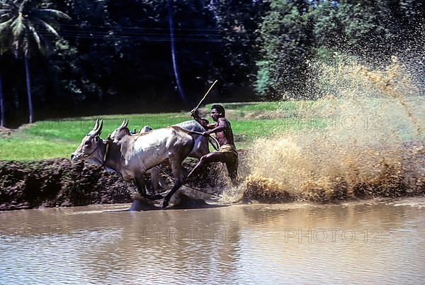 Racing bullocks and jockey