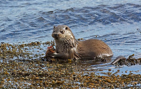 European otter