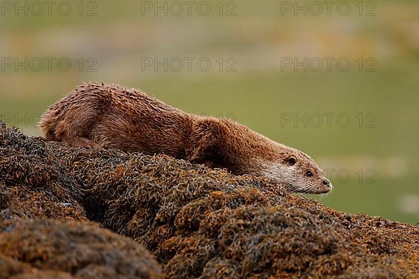 European Otter