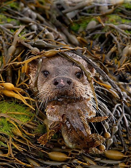 European Otter