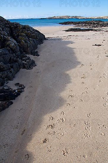 European otter