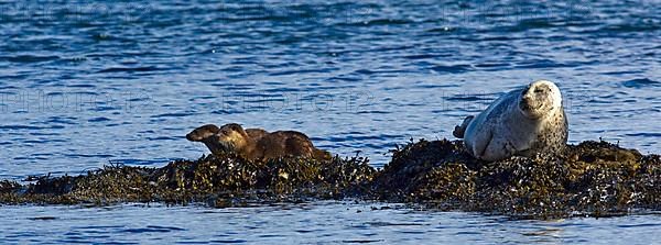 European otter