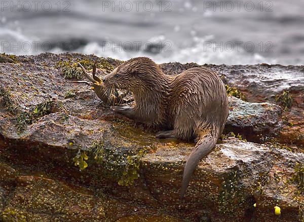 European otter