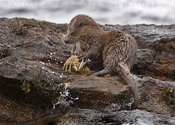 European otter