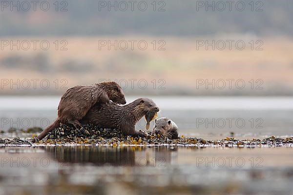 European otter