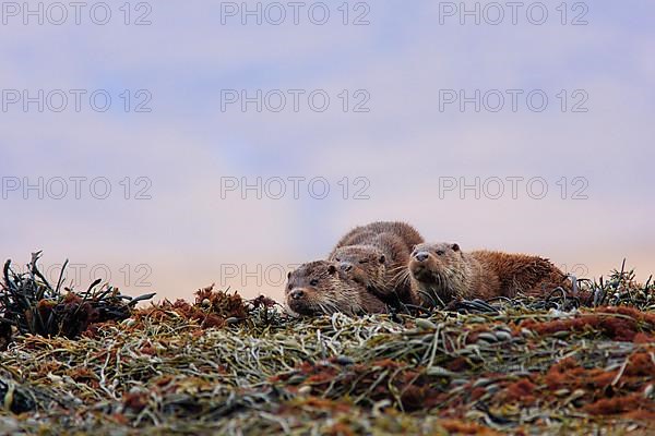 European otter