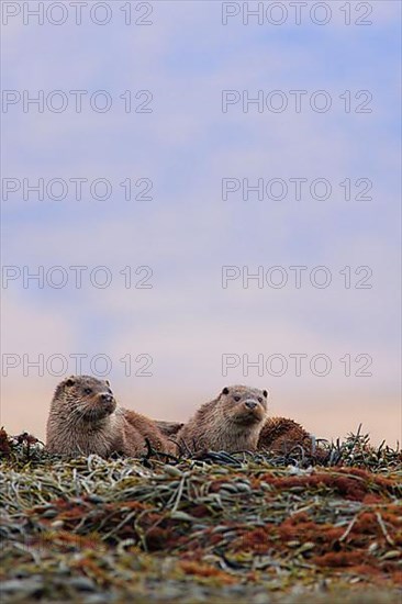 European otter