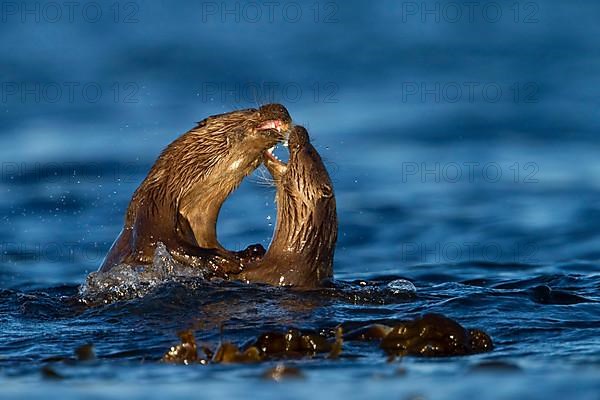 European otter