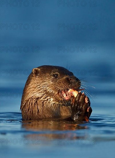 European otter