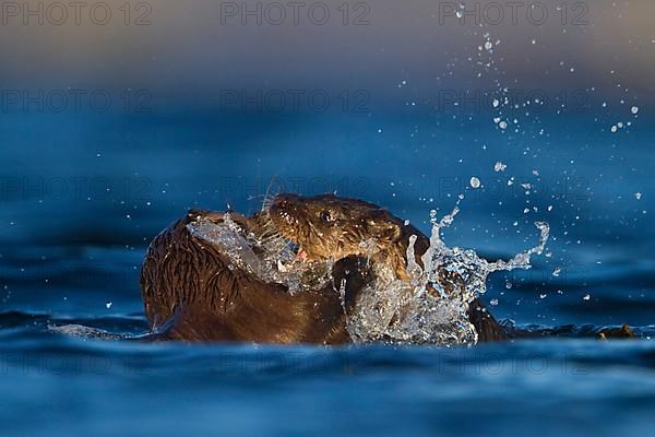 European otter