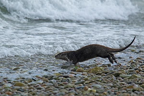 European otter