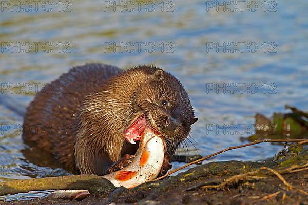 European Otter