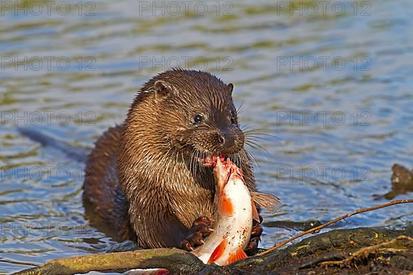 European Otter