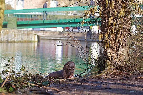 European Otter