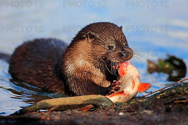 European Otter