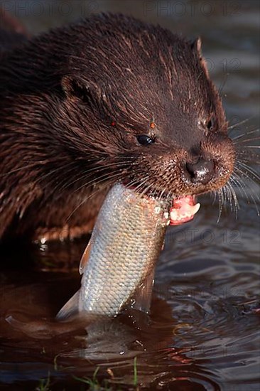 European Otter