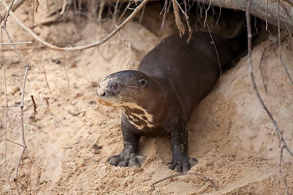 Giant otter