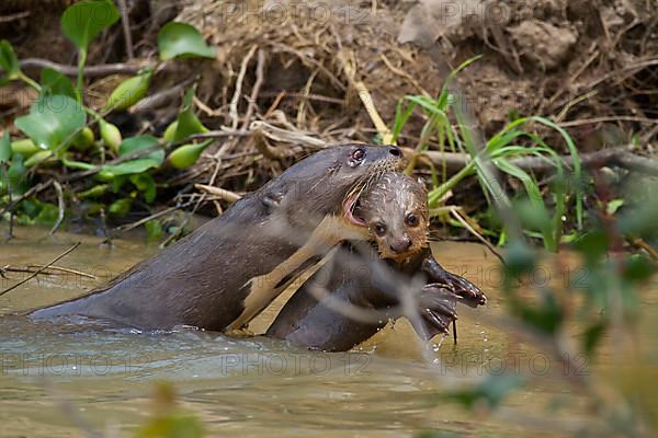 Giant otter