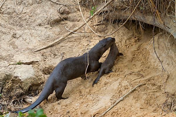 Giant otter