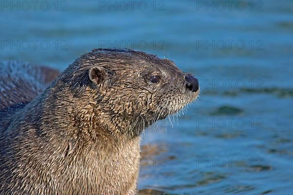 North American north american river otter