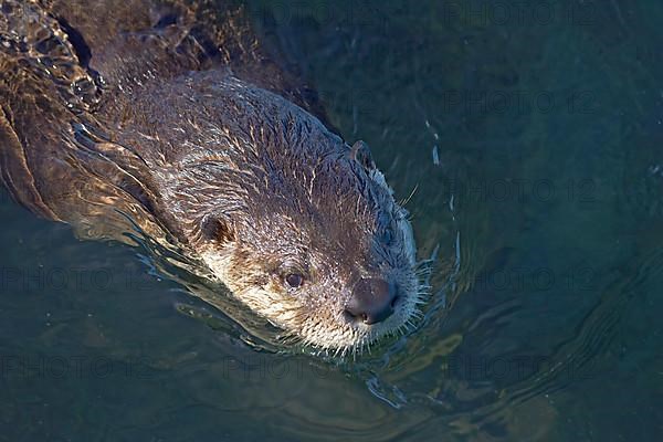 North American north american river otter