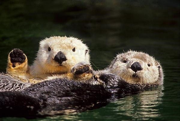 Sea otter