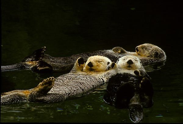 Sea otter