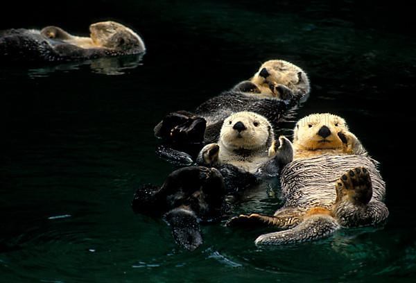 Sea otter