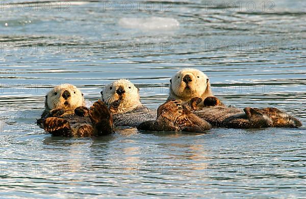 Sea otter