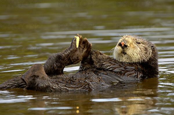 Sea otter