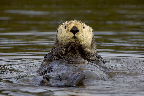 Sea otter