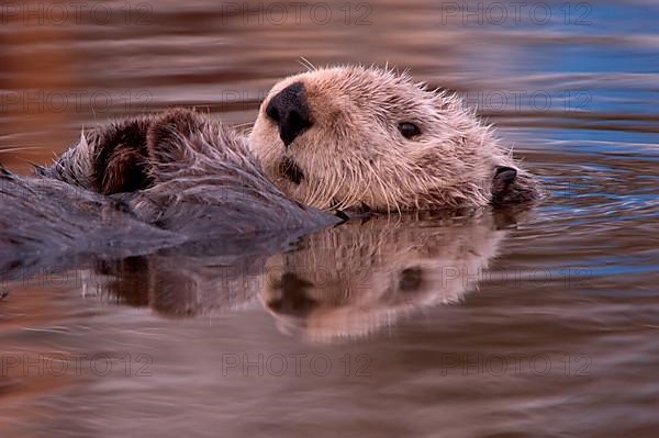 Adult sea otter